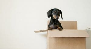 A dog stands up on its back legs in an open moving box.