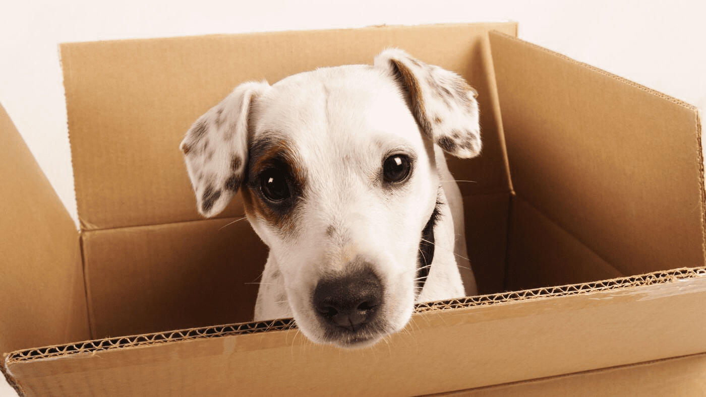 A happy dog sitting in a moving box, ready to start moving with pets into their new home